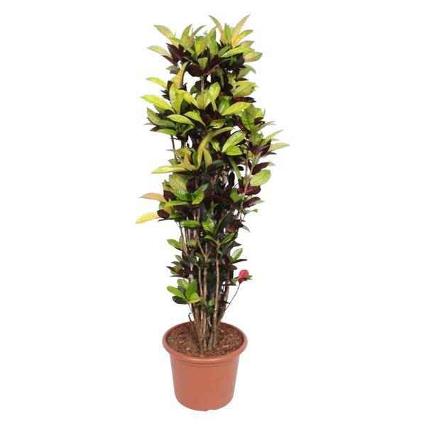 Image of Wunderstrauch – Codiaeum Iceton Croton – Zimmerpflanze ca. 190cm Höhe – Ø45cm – dekorative Pflanze mit bunten Blättern für Wohnzimmer & Büro-0