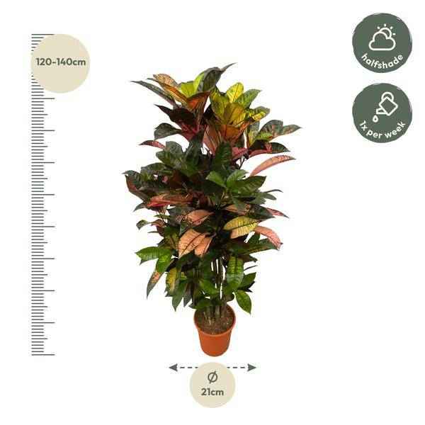 Image of Codiaeum Croton Iceton – Wunderstrauch – Bunte Zimmerpflanze mit Farbspiel – Exotische Blätter – Ø24cm – ↕110cm-1