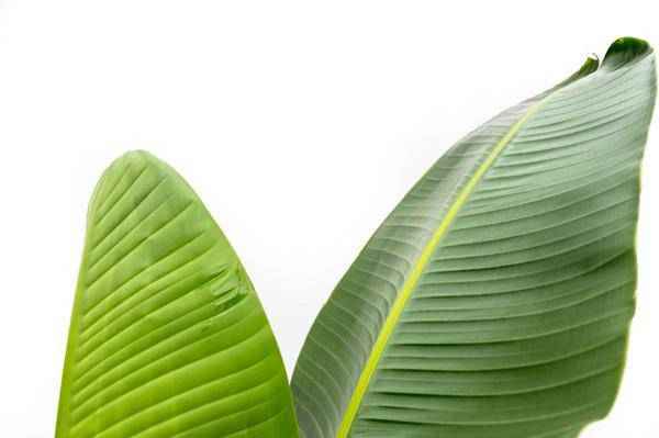 Image of Baum – Strelitzie – Strelitzia Augusta – Zimmerpflanze – 210cm – Ø30cm – Weißer Paradiesvogel mit großen Blättern für Wohnzimmer und Büro-1