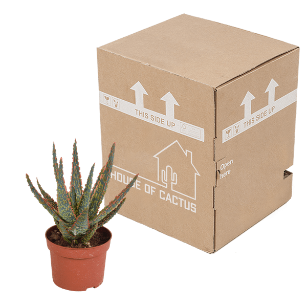 Image of Sukkulente Aloe Zebrina Dannyz – Zimmerpflanze Ø10,5cm – Sternförmige Blätter mit orangefarbenen Akzenten – Pflegeleicht & dekorativ-2