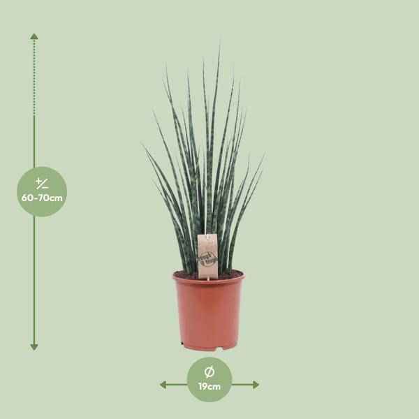 Image of Bogenhanf – Sansevieria Fernwood Mikado – Zimmerpflanze – Ø19cm – ↕80cm – Schwiegermutterzunge – pflegeleicht & luftreinigend