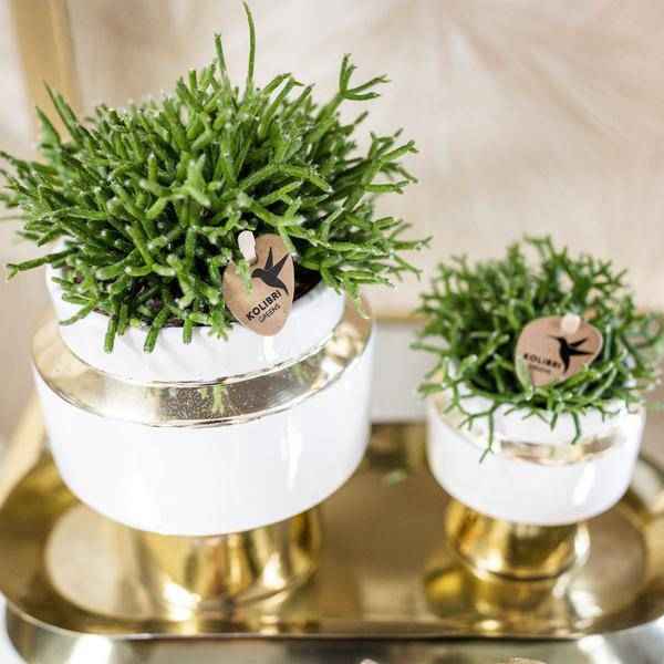 Image of Sukkulenten 2er – Set in eleganten Le Chic Keramiktöpfen – Ø9cm – Pflegeleichte Grünpflanzen – Weiß mit goldenen Details – Dekoratives Pflanzen-2