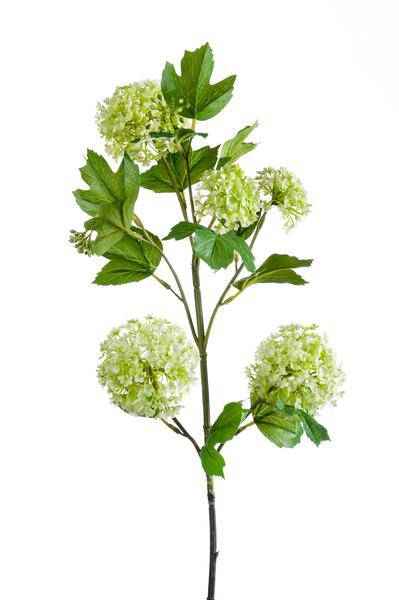 Image of Kunstpflanze Künstliche Viburnum Opulus Zweige Creme 75cm 4er – Set Realistische Kunstb ↕75cm – künstliche Grünpflanze für Wohnzimmer, Büro, Flur
