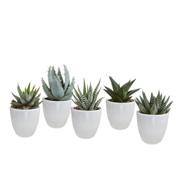 Image of Sukkulenten Mix Gasteria & Haworthia – 5 Pflanzen – Ø5,5cm Zimmerpflanzen im weißen Topf – Verschiedene Mini – Sukkulenten