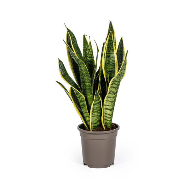 Image of Bogenhanf Sansevieria Trifasciata Futura Superba Zimmerpflanze Ø17cm ↕50-55cm – pflegeleichte Grünpflanze für Wohnzimmer, Büro & helle Standorte-0