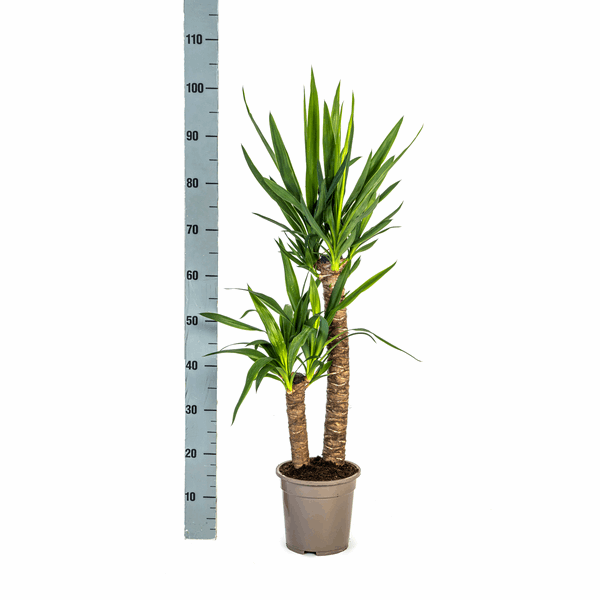 Image of Yucca Elephantipes – Riesen – Palmlilie – Zimmerpflanze Ø19cm ↕70-90cm – Robust & pflegeleicht – Exotisch & dekorativ-4