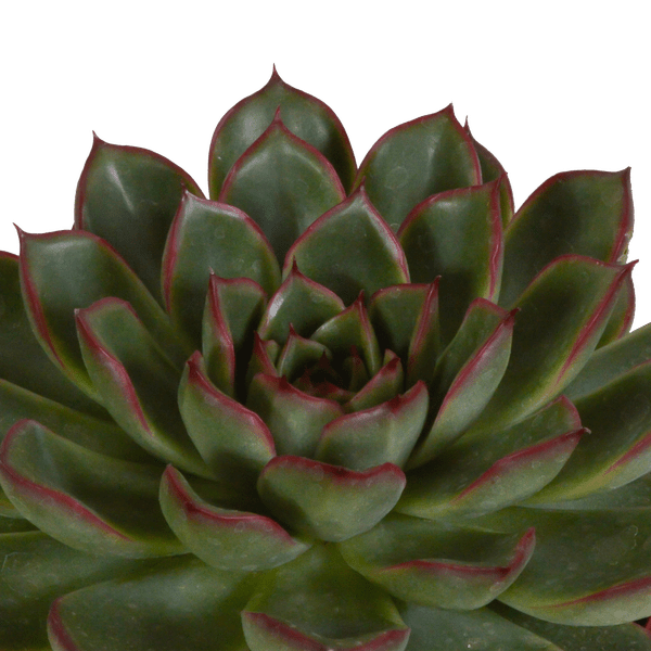 Image of Steinrose Echeveria Mix – 3 Pflanzen Ø10,5cm – Farbenfrohe Sukkulenten – Zimmerpflanzen – Pflegeleicht & dekorativ – Direkt vom Erzeuger-4
