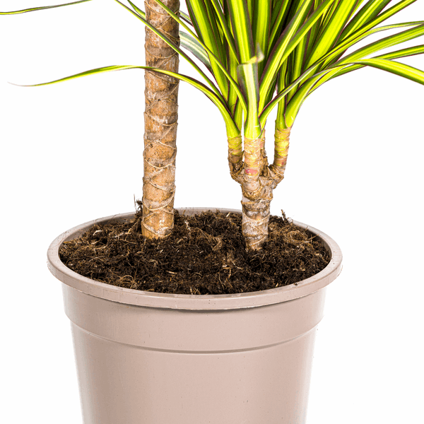 Image of Dracaena Marginata Sunray Drachenbaum – Zimmerpflanze Ø19cm – ca. 80-100cm hoch – Tropischer Akzent mit grünen und gelben Blättern-4
