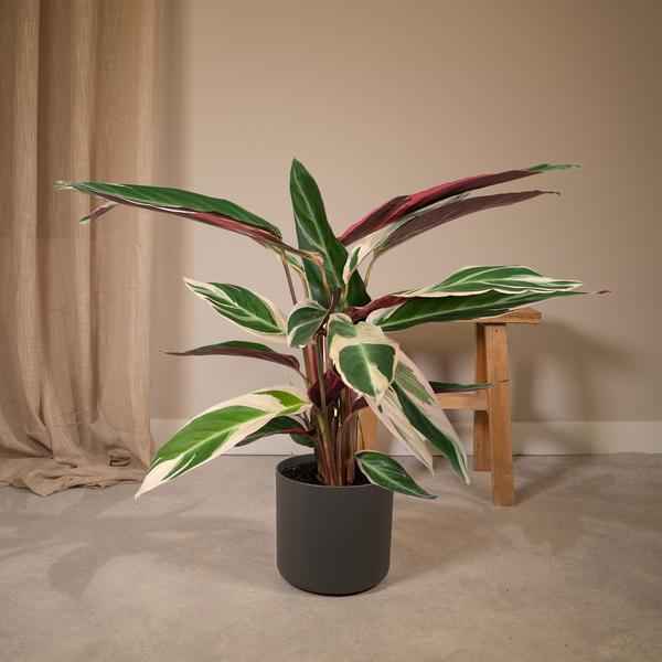 Image of Calathea Triostar – Ø17cm H60cm – Tropische Zimmerpflanze mit rosa – grün – weißem Blattmuster – Pflegeleicht – Für indirektes Licht – Luftreinigend-1