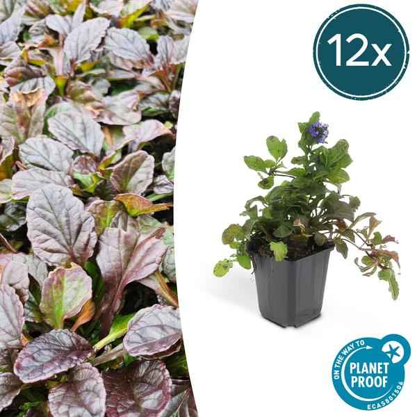 Image of Kriechender Günsel – Ajuga reptans – ↕10-25cm – Ø9cm – 12 Pflanzen – Blühender Bodendecker für Halbschatten & Schatten – Bienenfreundlich