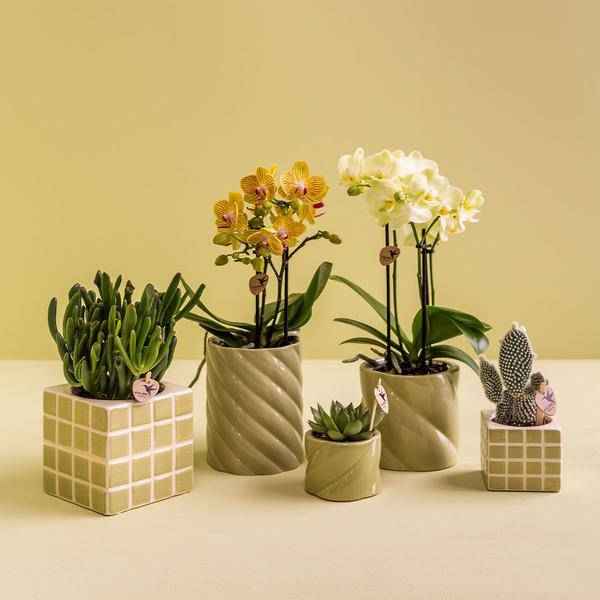Image of Dekotopf Candy – Grün – Ø6cm – Farbiger Keramik Blumentopf in glänzender Optik – Runde Form – Für Mini-Pflanzen & Orchideen