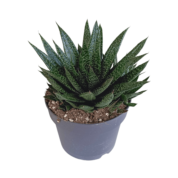 Image of Gasteria d Due – Sukkulente Zimmerpflanze – Dunkelgrün gefleckte Blätter – Höhe ca. 17cm – Pflegeleicht & dekorativ – Direkt vom Züchter-0
