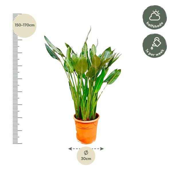 Image of Strelitzia Reginae – Paradiesvogelblume – Zimmerpflanze 160cm – Ø30cm – Exotische Pflanze mit orangefarbenen Blüten – Pflegeleicht