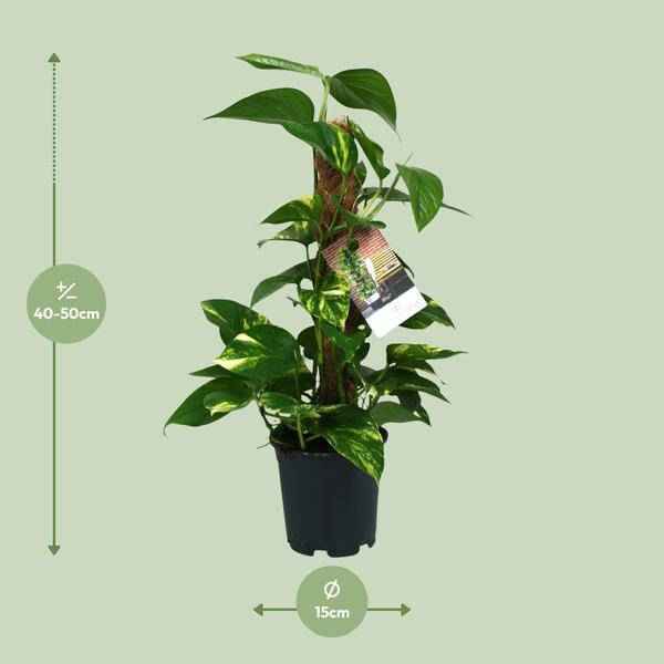 Image of Efeutute – Scindapsus Epipremnum – Zimmerpflanze – Ø15cm – ↕50cm – Rankende Grünpflanze mit üppigem Laub – Pflegeleicht & luftreinigend-1
