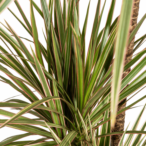 Image of Dracaena Marginata Bicolor – Drachenbaum – Ø21cm – ↕110-130cm – Elegante Zimmerpflanze mit zweifarbigen Blättern – Pflegeleicht & luftreinigend-2