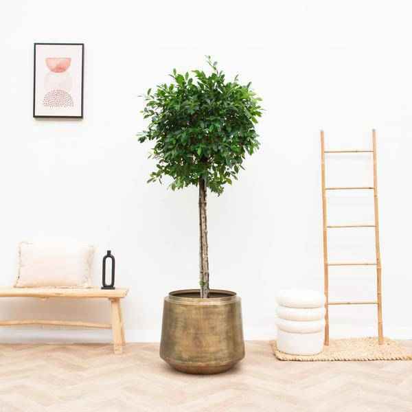 Image of Pflanztopf Indigo Vintage Gold – D33cm x H31cm – Blumentopf im Antik – Look – Eleganter Pflanzkübel mit Wasserablauf
