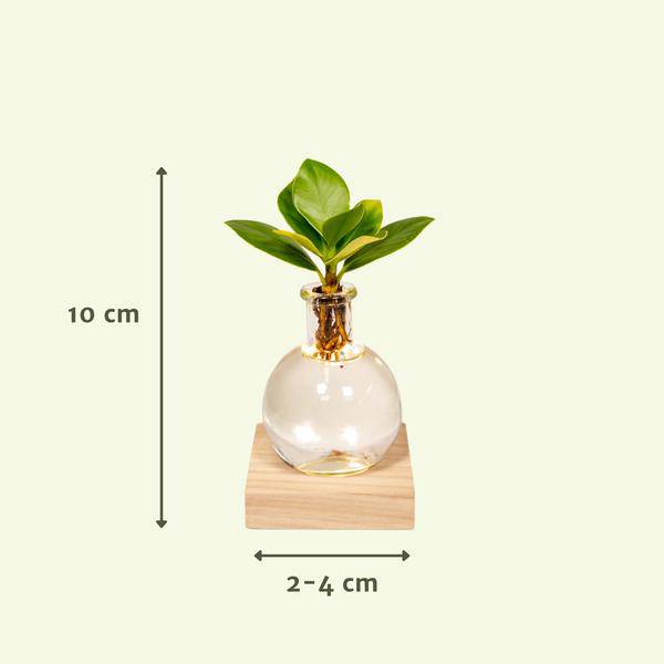 Image of Clusia Hydroponie – Pflanze im Samoa Glas mit LED – Beleuchtung Zimmerpflanze Ø4cm – pflegeleichte Grünpflanze für Wohnzimmer, Büro & helle Standorte-3