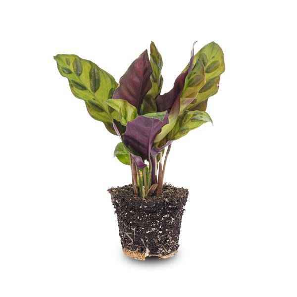 Image of Pfauenpflanze Calathea Lancifolia Zimmerpflanze Ø6cm – pflegeleichte Grünpflanze für Wohnzimmer, Büro & helle Standorte kaufen-0