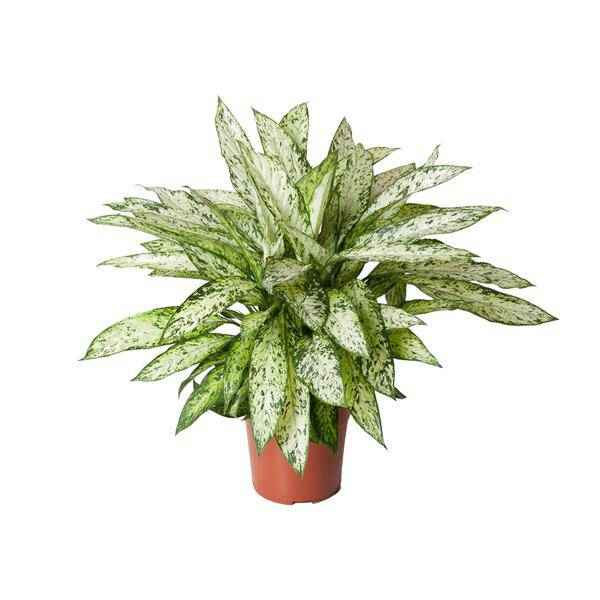 Image of Dieffenbachie Vesuvius Zimmerpflanze Ø27cm ↕80cm – pflegeleichte Grünpflanze für Wohnzimmer, Büro & helle Standorte kaufen-0