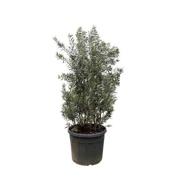Image of Olivenbaum Olea europaea Strauch mediterrane immergrüne Kübelpflanze Gartenpflanze Ø50cm ↕225cm – Pflanze für Garten, Balkon, Terrasse, Kübel-0