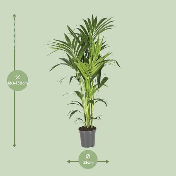 Image of Kentiapalme Howea Forsteriana – Ø21cm – ↕130cm – Pflegeleichte Zimmerpalme mit luftreinigend