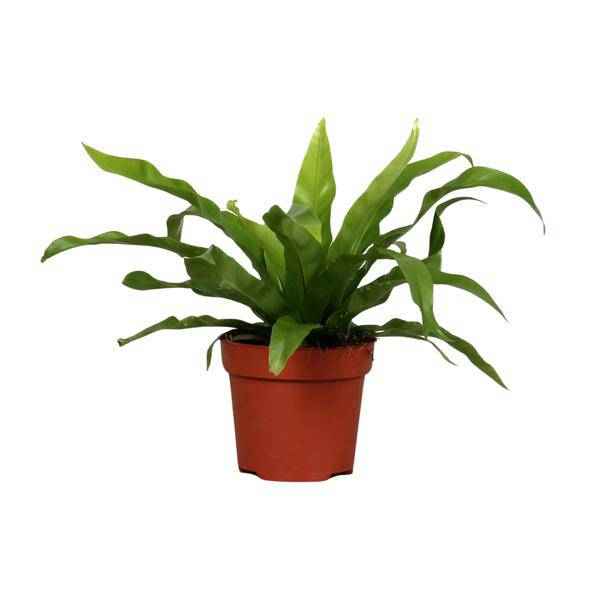 Image of Nestfarn Asplenium antiquum – Zimmerpflanze – Ø12cm – ↕25cm – pflegeleichter Farn mit dekorativen, grünen Wedeln-0