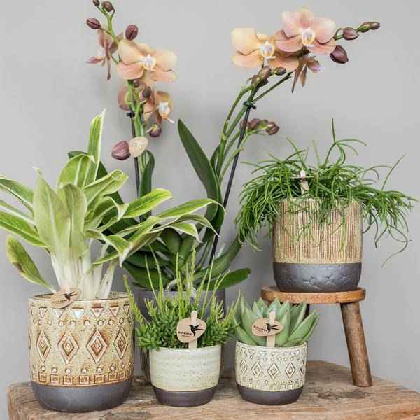 Image of Sukkulente Echeveria Miranda – Grüne Rosettenpflanze – Ø6cm – Pflegeleichte Zimmerpflanze – In Blumenerde – Für helle Standorte