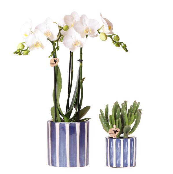 Image of Pflanzset Phalaenopsis Orchidee Amabilis Weiß & Sukkulente Crassula Hobbit – Im blauen Painted Stripe Keramiktopf Ø9cm + Ø6cm-0