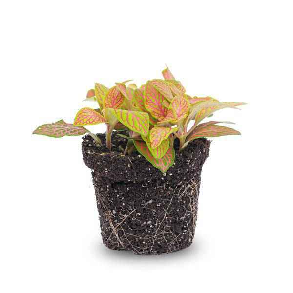 Image of Fittonia Ruby Lime – Mosaikpflanze – Tropische Zimmerpflanze mit dekorativen Blättern in Rot & Grün-0