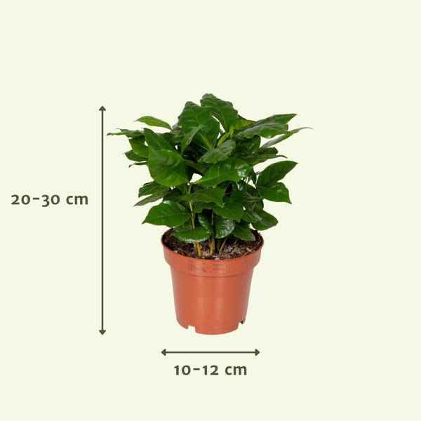 Image of Überraschungsbox mit 8 einzigartigen Zimmerpflanzen Ø12cm ↕25cm – pflegeleichtes Pflanzen Set für Urban Jungle, Fensterbank, Wohnzimmer & Büro-2