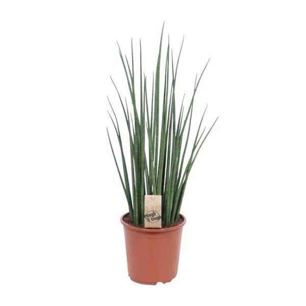 Image of Bogenhanf – Sansevieria Mikado – Zimmerpflanze – Ø19cm – ↕70cm – Schwiegermutterzunge – pflegeleicht & luftreinigend