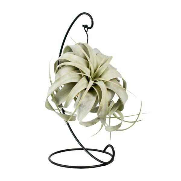 Image of Luftpflanze Tillandsia King Xero – Ø12cm – ↕23cm – Pflegeleichte Tillandsie ohne Erde – Exotische Zimmerpflanze für Wohnzimmer, Büro & moderne Deko-0