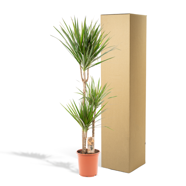 Image of Drachenbaum Dracaena Marginata – Zimmerpflanze – Ø21cm x ↕120cm – Tropische Grünpflanze mit luftreinigend – Pflegeleicht-4