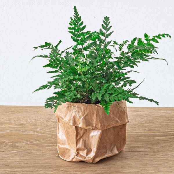 Image of Flaschengarten – Set Dschungel 5 – DIY Pflanzenterrarium mit Coffea, Farn, Palme & Fittonia – Nachfüllpack & Starter – Kit-4