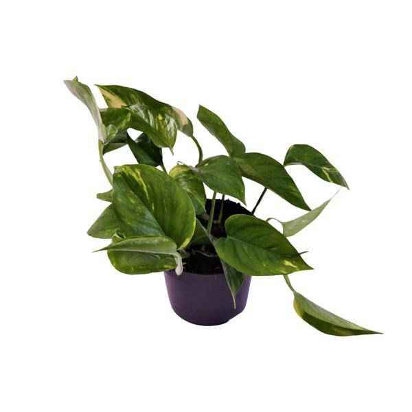 Image of Efeutute Scindapsus Epipremnum Aureum Zimmerpflanze Ø12cm ↕25cm – pflegeleichte Grünpflanze für Wohnzimmer, Büro & helle Standorte kaufen-0