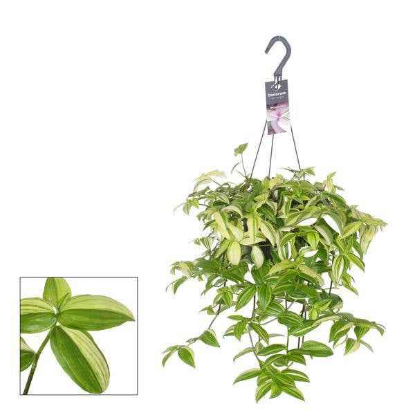 Image of Dreimasterblume Tradescantia Yellow Hill – Zimmerpflanze – Ø17cm ↕40cm – Hängende Pflanze mit gelbgrünem Laub und violetten Blattunterseiten