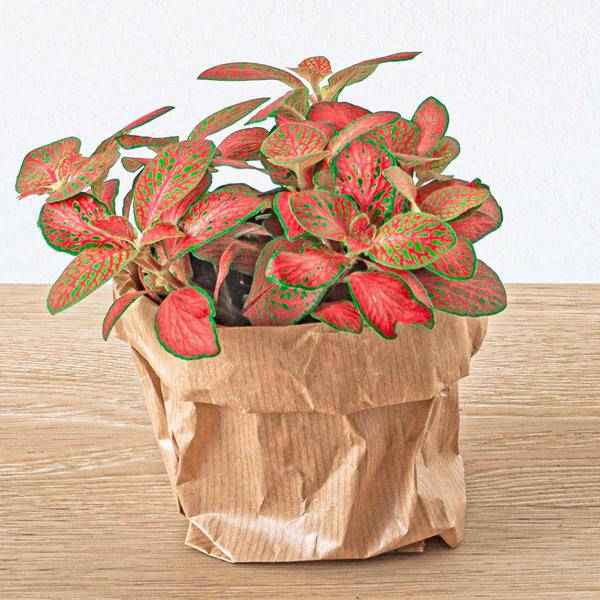 Image of Fittonia Ruby Lime – Mosaikpflanze – Tropische Zimmerpflanze mit dekorativen Blättern in Rot & Grün-2