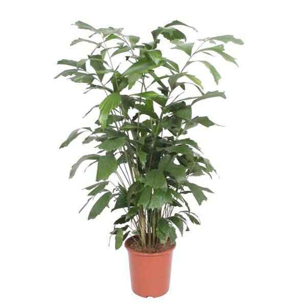 Image of Fischschwanzpalme – Caryota Mitis – Zimmerpflanze – 140cm – Ø27cm – Exotische Palme mit fächerförmigen Blättern für Wohnzimmer und Büro