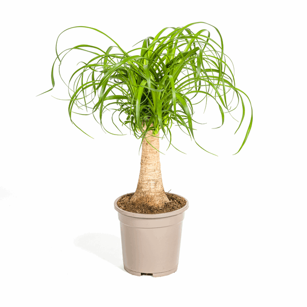Image of Beaucarnea Recurvata – Elefantenfuß – Zimmerpflanze – Ø17cm – ↕40-60cm – Pflegeleicht & dekorativ-0