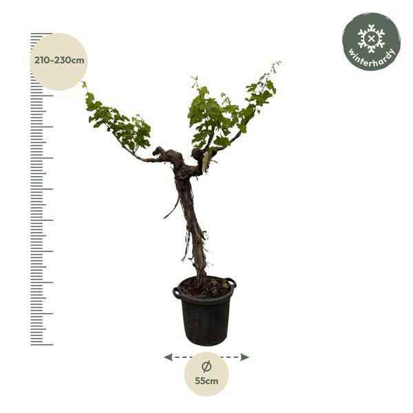Image of Weintraube Vitis Vinifera Zimmerpflanze Ø55cm ↕220cm – pflegeleichte Grünpflanze für Wohnzimmer, Büro & helle Standorte kaufen