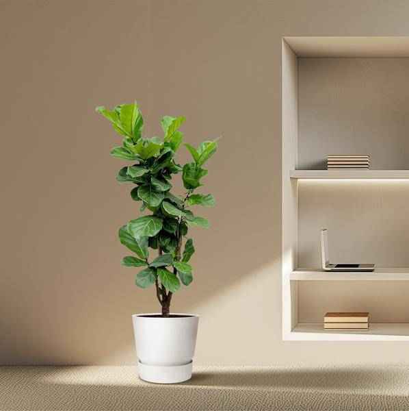 Image of Feigenbaum – Ficus Lyrata – ca. 170cm hoch – Ø32cm – Geigenfeige als imposante Zimmerpflanze – XXL Grünpflanze mit großen Blättern-3