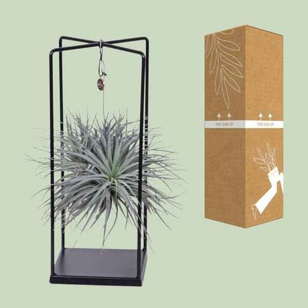 Image of Luftpflanze Tillandsia Mix – Ø20cm – ↕20-35cm – Exotische Zimmerpflanzen ohne Erde – Tillandsia ionantha Abdita