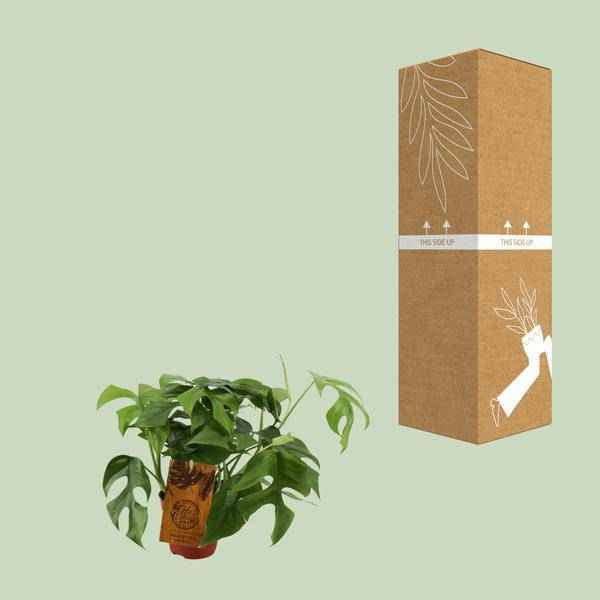 Image of Fensterblatt – Monstera Minima – Zimmerpflanze – Ø12cm – ↕30cm – Kompakte & pflegeleichte Grünpflanze – Dekorative Kletterpflanze für Innenräume-2