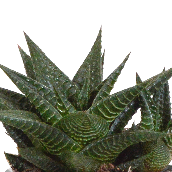Image of Sukkulenten Mix Gasteria & Haworthia – 3 Pflanzen – Ø8,5cm Zimmerpflanzen im Terrakotta – Topf – Verschiedene Mini – Sukkulenten-3
