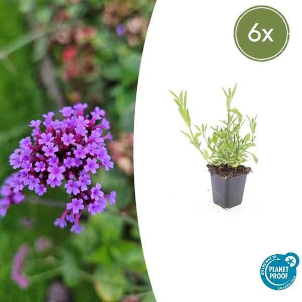 Image of Verbena bonariensis – 6 Pflanzen – Patagonisches Eisenkraut – Lila Blüten – Schmetterlings – & Bienenfreundlich – Pflegeleicht & Winterhart-1