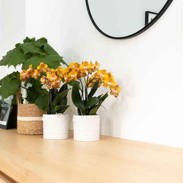 Image of Phalaenopsis Orchidee Jewel Las Vegas – Orange-Gold – Ø12cm – Mehrblütige Topfpflanze – Tropische Zimmerpflanze mit 3/4 Blütenzweigen – Pflegeleicht & langlebig-4