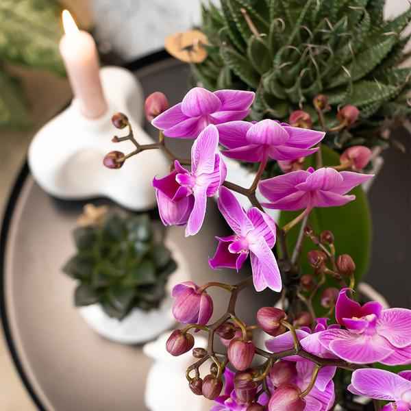 Image of Phalaenopsis – Orchidee Mineral Vienna – Rosa – Ø9cm – Blühende Zimmerpflanze – 2-3 Zweige – Natürliche Farbpracht