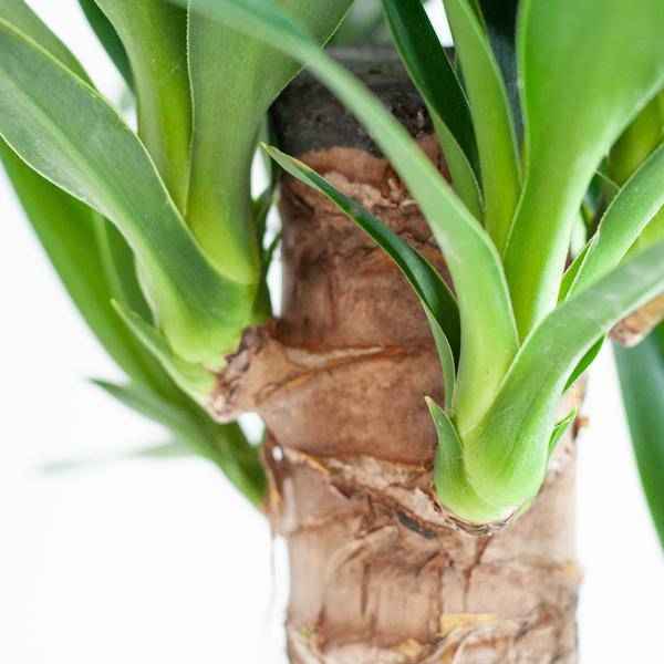Image of Dracaena Janet Lind 95cm – Drachenbaum Zimmerpflanze Ø21cm – pflegeleichte grüne Pflanze mit luftreinigend – inkl. handgeflochtenem Seegras