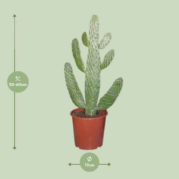 Image of Feigenkaktus Opuntia Consolea – Zimmerpflanze Ø17cm ↕55cm – dekorativer pflegeleichter Kaktus für Wohnzimmer Büro Balkon-1