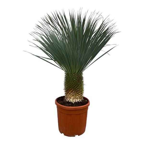 Image of Yucca Rostrata – Palmlilie – Zimmerpflanze oder Gartenpflanze – Höhe ca. 160cm – Ø50cm – Exotische Wüstenpflanze